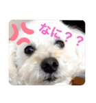 スノーウィー①（個別スタンプ：12）