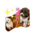 スノーウィー①（個別スタンプ：15）