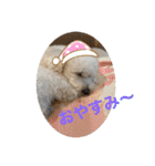 スノーウィー①（個別スタンプ：24）