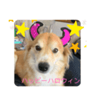 キツネ犬スタンプ ハッピーハロウィン（個別スタンプ：1）