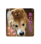 キツネ犬スタンプ ハッピーハロウィン（個別スタンプ：2）