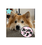 キツネ犬スタンプ ハッピーハロウィン（個別スタンプ：3）
