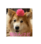 キツネ犬スタンプ ハッピーハロウィン（個別スタンプ：4）