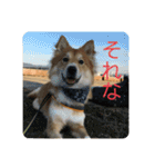 キツネ犬スタンプ ハッピーハロウィン（個別スタンプ：5）
