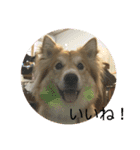 キツネ犬スタンプ ハッピーハロウィン（個別スタンプ：6）
