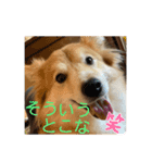 キツネ犬スタンプ ハッピーハロウィン（個別スタンプ：7）