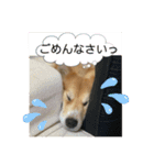 キツネ犬スタンプ ハッピーハロウィン（個別スタンプ：8）