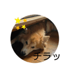 キツネ犬スタンプ ハッピーハロウィン（個別スタンプ：9）
