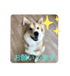 キツネ犬スタンプ ハッピーハロウィン（個別スタンプ：10）