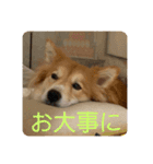 キツネ犬スタンプ ハッピーハロウィン（個別スタンプ：11）