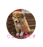 キツネ犬スタンプ ハッピーハロウィン（個別スタンプ：12）