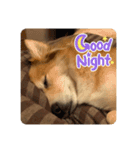 キツネ犬スタンプ ハッピーハロウィン（個別スタンプ：13）