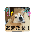 キツネ犬スタンプ ハッピーハロウィン（個別スタンプ：14）
