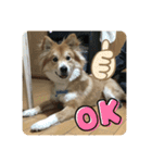 キツネ犬スタンプ ハッピーハロウィン（個別スタンプ：15）