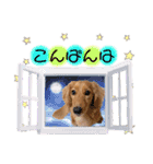 panchiのスタンプ（個別スタンプ：8）