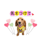panchiのスタンプ（個別スタンプ：22）