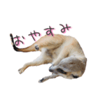 おさかなの名前のミーアキャット（個別スタンプ：2）