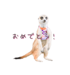 おさかなの名前のミーアキャット（個別スタンプ：8）