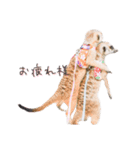おさかなの名前のミーアキャット（個別スタンプ：9）