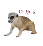 おさかなの名前のミーアキャット（個別スタンプ：12）