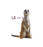 おさかなの名前のミーアキャット（個別スタンプ：18）