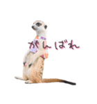 おさかなの名前のミーアキャット（個別スタンプ：21）