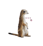 おさかなの名前のミーアキャット（個別スタンプ：24）