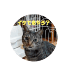 ミルくぅココの日常 ②（個別スタンプ：16）