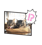 ミルくぅココの日常 ②（個別スタンプ：17）