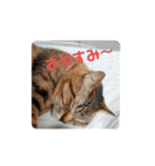 ミルくぅココの日常 ②（個別スタンプ：24）