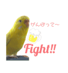 セキセイインコのキキちゃん（個別スタンプ：14）