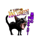 ハロウィン仮装が似合いすぎる黒猫スタンプ（個別スタンプ：7）