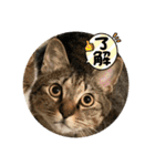 ぴよ＆トロ その2（個別スタンプ：3）