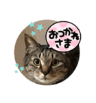 ぴよ＆トロ その2（個別スタンプ：5）