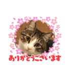 ぴよ＆トロ その2（個別スタンプ：7）