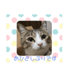 ぴよ＆トロ その2（個別スタンプ：12）