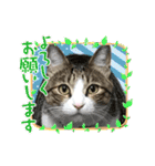 ぴよ＆トロ その2（個別スタンプ：13）
