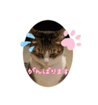 ぴよ＆トロ その2（個別スタンプ：19）