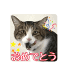 ぴよ＆トロ その2（個別スタンプ：21）