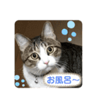ぴよ＆トロ その2（個別スタンプ：40）