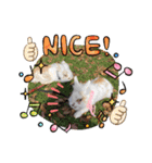 秋っぽい動物たちのスタンプ˚✧₊⁎（個別スタンプ：6）