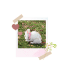秋っぽい動物たちのスタンプ˚✧₊⁎（個別スタンプ：10）
