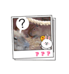 秋っぽい動物たちのスタンプ˚✧₊⁎（個別スタンプ：11）