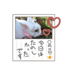 秋っぽい動物たちのスタンプ˚✧₊⁎（個別スタンプ：12）