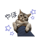 ぽっちゃりネコのふぅーちゃん2（個別スタンプ：1）