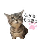 ぽっちゃりネコのふぅーちゃん2（個別スタンプ：2）