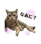 ぽっちゃりネコのふぅーちゃん2（個別スタンプ：3）