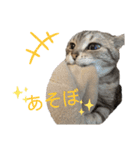 ぽっちゃりネコのふぅーちゃん2（個別スタンプ：12）