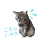 ぽっちゃりネコのふぅーちゃん2（個別スタンプ：13）