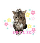 ぽっちゃりネコのふぅーちゃん2（個別スタンプ：14）